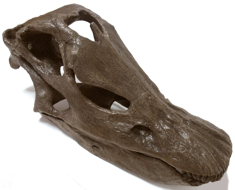 Diplodocus (Seismosaurus) skull cast replica – BigfootCasts.com