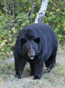 Bear: Adult Black Bear Footprint #1 Cast Replica