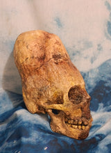 画像をギャラリービューアに読み込む, Cinnamon Skull Cast Replica Peruvian Elongated Skull (not an Alien)