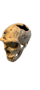 Neanderthal La Chappelle aux Saints cranium replica Full-size reconstruction cast reconstruction Updated 2/24