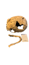 Laden Sie das Bild in den Galerie-Viewer, Neanderthal La Chappelle aux Saints cranium replica Full-size reconstruction cast reconstruction Updated 2/24