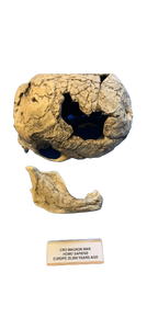 Neanderthal La Chappelle aux Saints cranium replica Full-size reconstruction cast reconstruction Updated 2/24