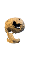 Charger l&#39;image dans la galerie, Neanderthal La Chappelle aux Saints cranium replica Full-size reconstruction cast reconstruction Updated 2/24