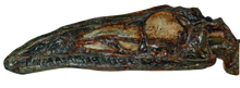 Load image into Gallery viewer, Coelophysis skull cast replica #1