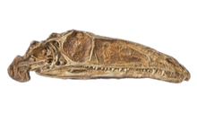 Cargar imagen en el visor de la galería, Coelophysis skull cast replica #1