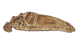 Coelophysis skull cast replica #1