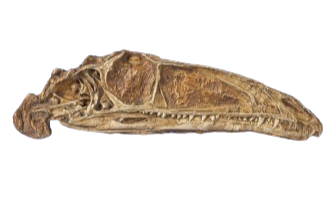 Coelophysis skull cast replica #1