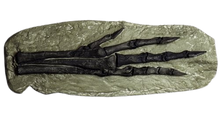 Cargar imagen en el visor de la galería, Chirostenotes Dinosaur Foot Cast Replica