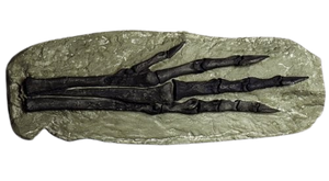 Chirostenotes Dinosaur Foot Cast Replica