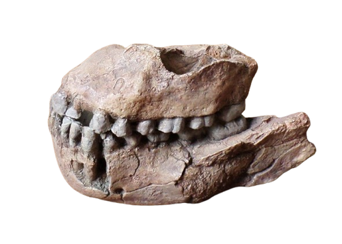 Australopithecus afarensis Jaw Maxilla and Mandible Replica Cast