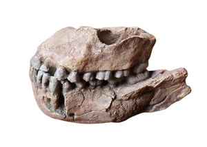 Australopithecus afarensis Jaw Maxilla and Mandible Replica Cast