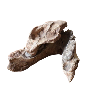 Australopithecus afarensis Jaw Maxilla and Mandible Replica Cast