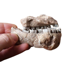 Cargar imagen en el visor de la galería, Australopithecus afarensis Jaw Maxilla and Mandible Replica Cast