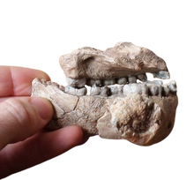 画像をギャラリービューアに読み込む, Australopithecus afarensis Jaw Maxilla and Mandible Replica Cast