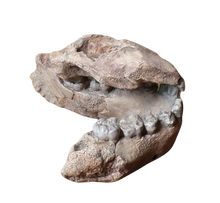 Cargar imagen en el visor de la galería, Australopithecus afarensis Jaw Maxilla and Mandible Replica Cast