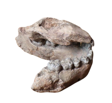 Laden Sie das Bild in den Galerie-Viewer, Australopithecus afarensis Jaw Maxilla and Mandible Replica Cast