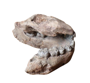Australopithecus afarensis Jaw Maxilla and Mandible Replica Cast