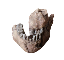 Load image into Gallery viewer, Australopithecus afarensis Jaw Maxilla and Mandible Replica Cast