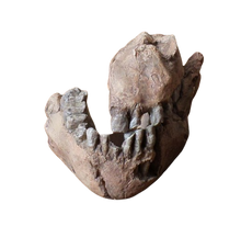 画像をギャラリービューアに読み込む, Australopithecus afarensis Jaw Maxilla and Mandible Replica Cast