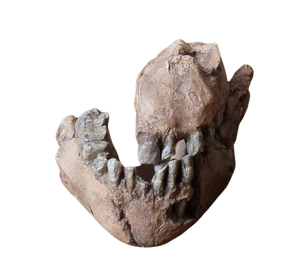 Australopithecus afarensis Jaw Maxilla and Mandible Replica Cast