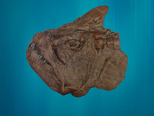 Load image into Gallery viewer, Xiphactinus fossil fish cast replica #1 panel