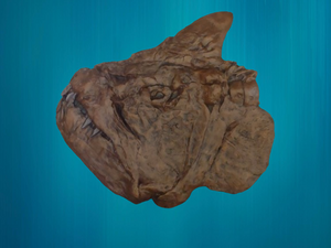 Xiphactinus fossil fish cast replica #1 panel