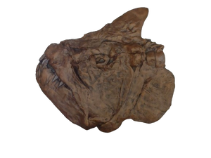 Xiphactinus fossil fish cast replica #1 panel