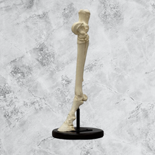 Load image into Gallery viewer, Horse Horse Hind Foot
Cast Replicas Bone Clones 2026