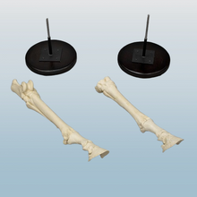 Laden Sie das Bild in den Galerie-Viewer, Horse Horse Fore Foot
Cast Replica Bone Clones 2026