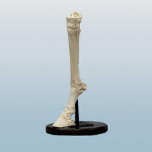 Laden Sie das Bild in den Galerie-Viewer, Horse Horse Fore Foot
Cast Replica Bone Clones 2026