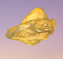Load image into Gallery viewer, Leptomeryx Skull Cast Replica