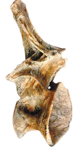 Ultrasaurus Dorsal Vertebra cast replica (item #M18)