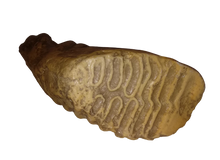 Cargar imagen en el visor de la galería, Dwarf Mammoth tooth cast replica