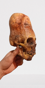 Cinnamon Skull Cast Replica Peruvian Elongated Skull (not an Alien)