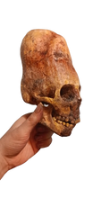 画像をギャラリービューアに読み込む, Cinnamon Skull Cast Replica Peruvian Elongated Skull (not an Alien)