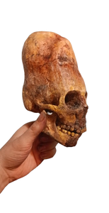 Cinnamon Skull Cast Replica Peruvian Elongated Skull (not an Alien)