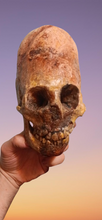 画像をギャラリービューアに読み込む, Cinnamon Skull Cast Replica Peruvian Elongated Skull (not an Alien)