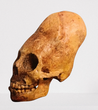 画像をギャラリービューアに読み込む, Cinnamon Skull Cast Replica Peruvian Elongated Skull (not an Alien)