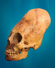 画像をギャラリービューアに読み込む, Cinnamon Skull Cast Replica Peruvian Elongated Skull (not an Alien)