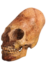 画像をギャラリービューアに読み込む, Cinnamon Skull Cast Replica Peruvian Elongated Skull (not an Alien)