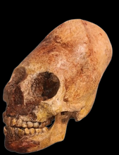 画像をギャラリービューアに読み込む, Cinnamon Skull Cast Replica Peruvian Elongated Skull (not an Alien)