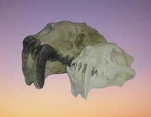 Load image into Gallery viewer, Dinictis Skull Replica Cast Museum Dinictis Skull with stand (2024)