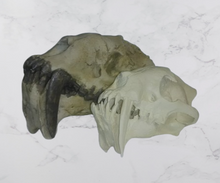 画像をギャラリービューアに読み込む, Dinictis Skull Replica Cast Museum Dinictis Skull with stand (2024)