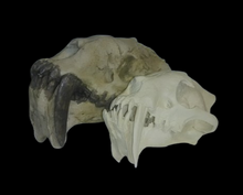 Load image into Gallery viewer, Replica Museum Prototype Dinictis Skull