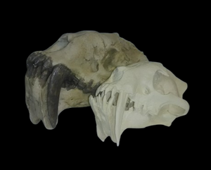 Replica Museum Prototype Dinictis Skull