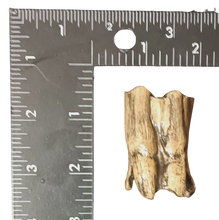 Load image into Gallery viewer, Bison antiquus tooth fossil cast replica