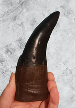 Load image into Gallery viewer, T.rex Tooth #6 T-rex 6 3/4" Tyrannosaurus Rex T-rex Fossil tooth for sale Cast Replica