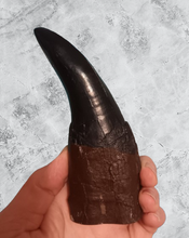 Load image into Gallery viewer, T.rex Tooth #6 T-rex 6 3/4" Tyrannosaurus Rex T-rex Fossil tooth for sale Cast Replica