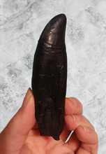 Cargar imagen en el visor de la galería, T.rex tooth #5 T-rex 4 3/4" Tyrannosaurus Rex T.rex Fossil Tooth for sale Cast Replica T-rex