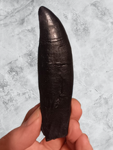 Cargar imagen en el visor de la galería, T.rex tooth #5 T-rex 4 3/4" Tyrannosaurus Rex T.rex Fossil Tooth for sale Cast Replica T-rex